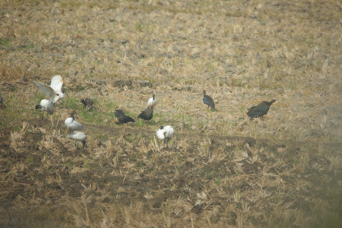 Бородавчатый ибис - ML647462077