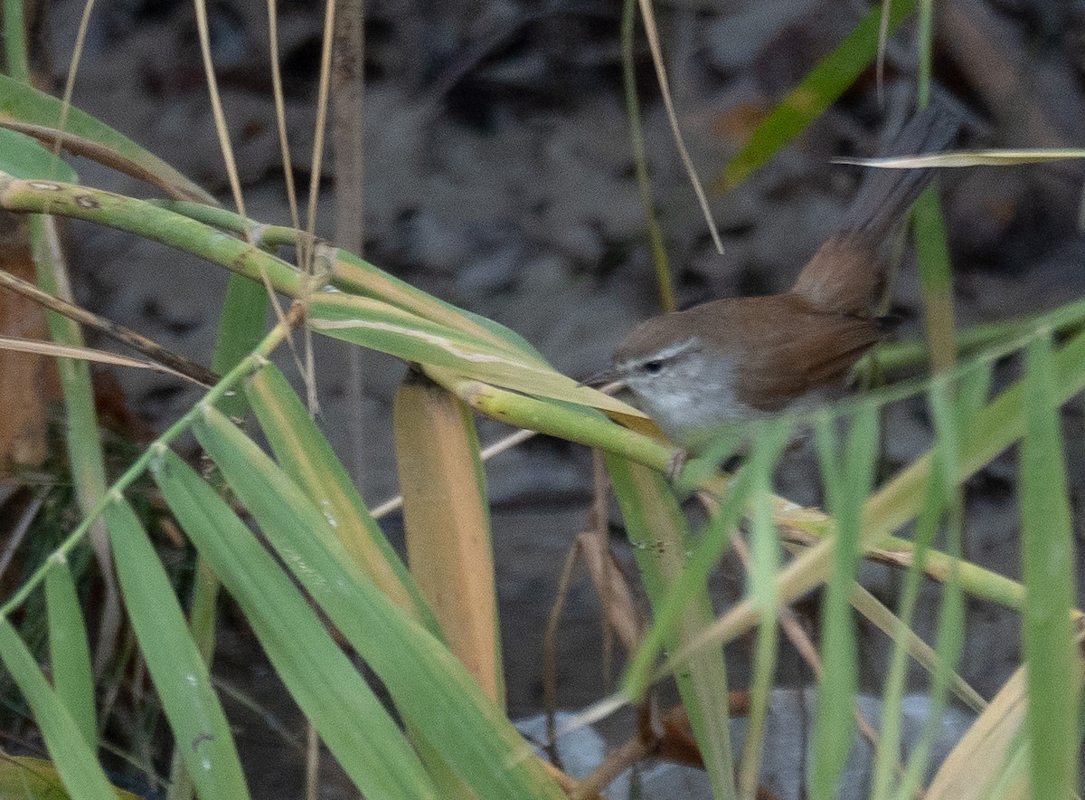 Соловьиная широкохвостка - ML647462092