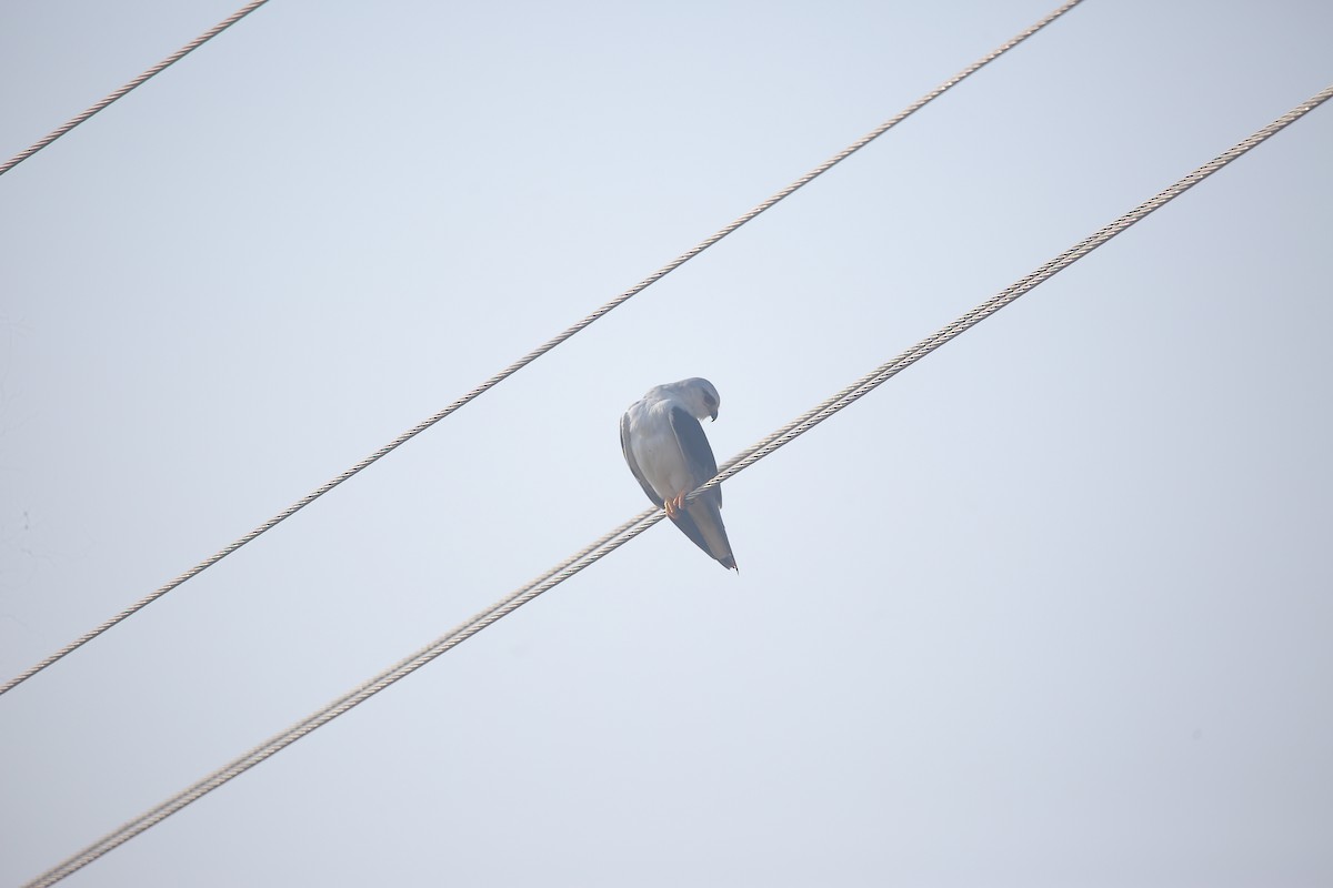 Дымчатый коршун - ML647462095