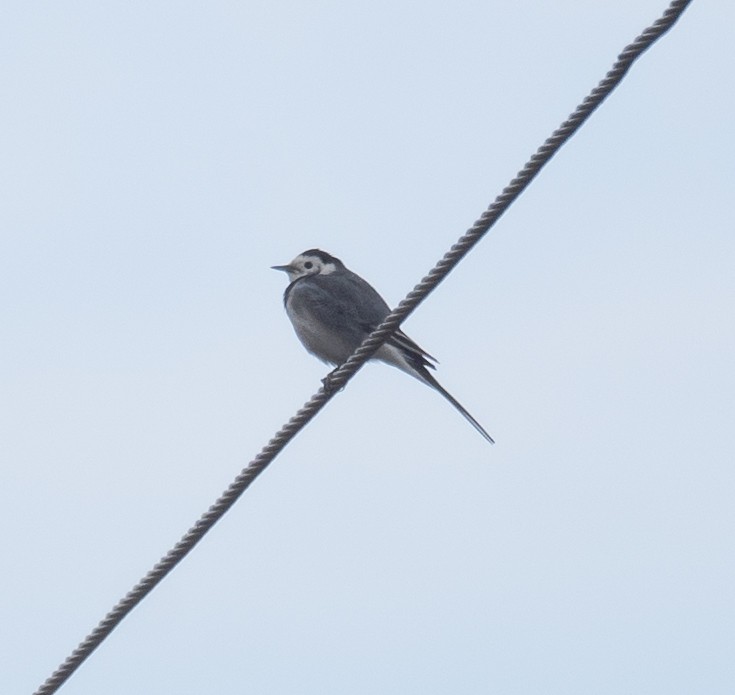 konipas bílý - ML647462096