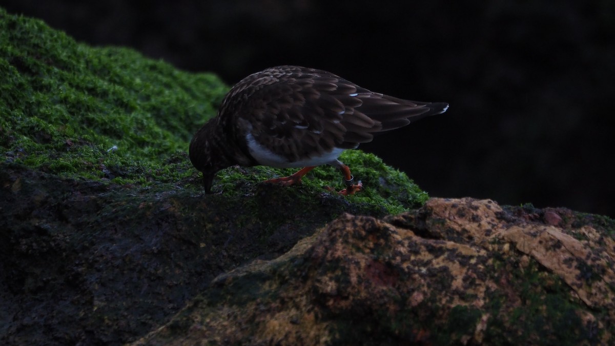 Камнешарка - ML647462097