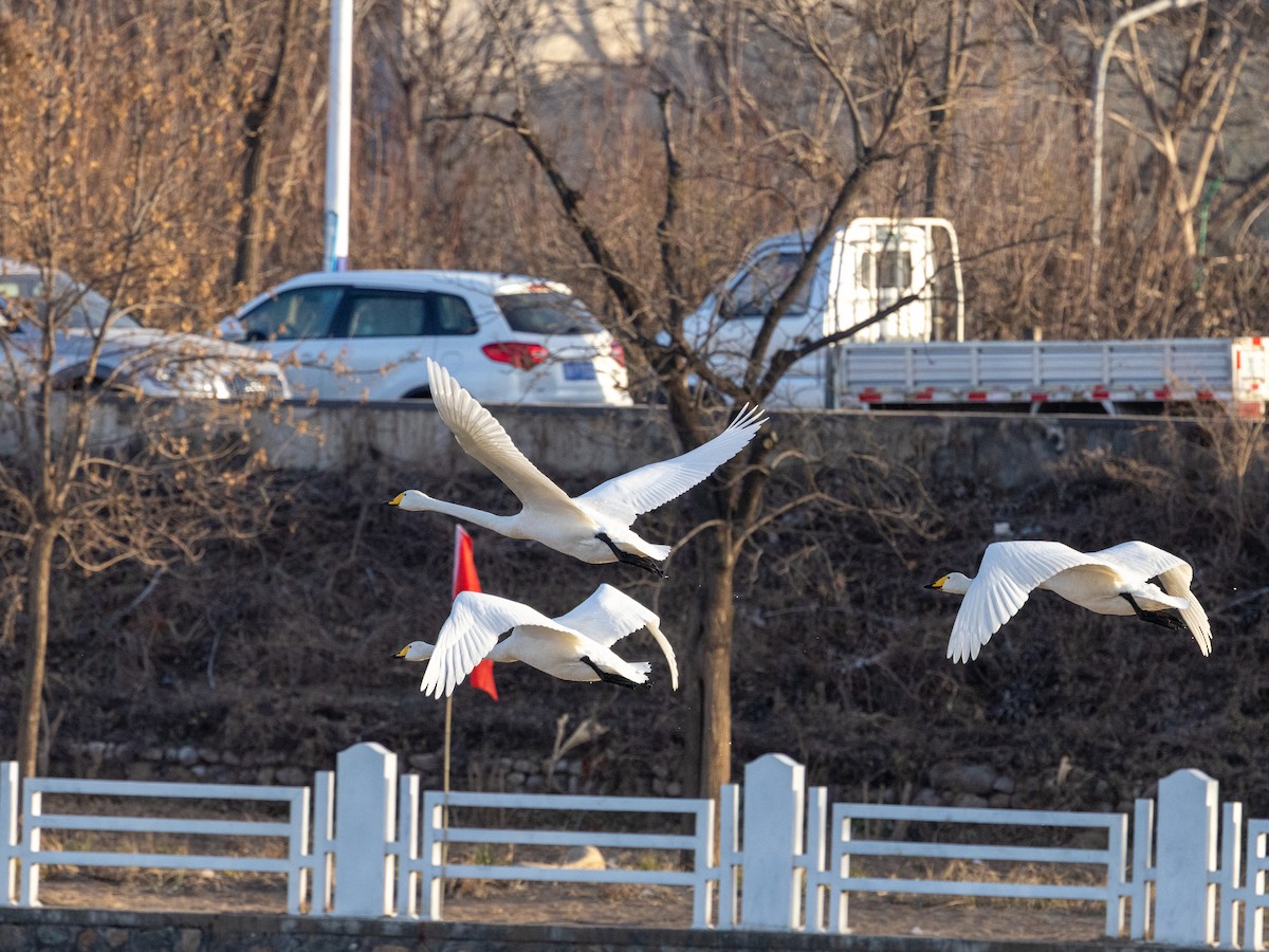 Лебедь-кликун - ML647462099