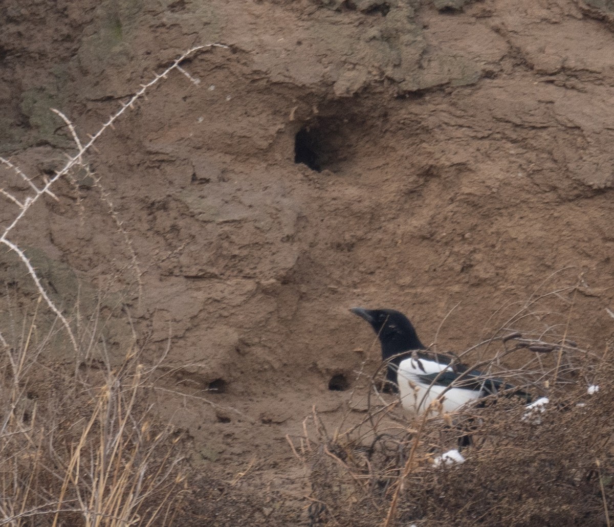 Сорока - ML647462100