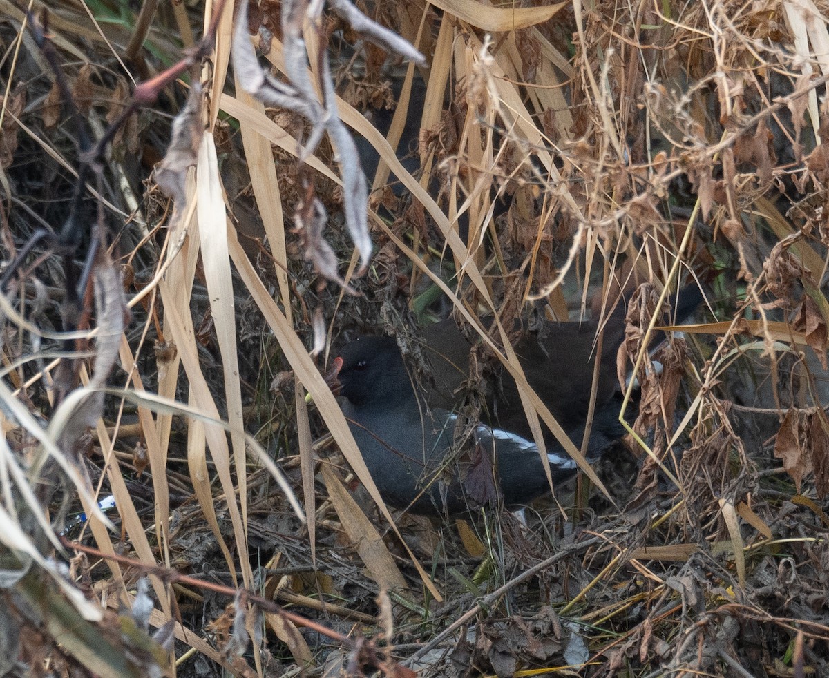 Камышница - ML647462105