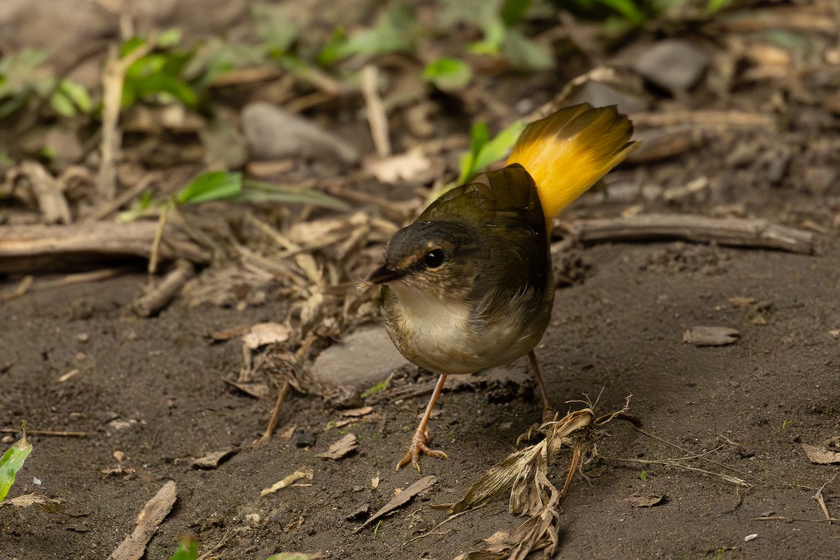 Каменковый певун - ML647462106