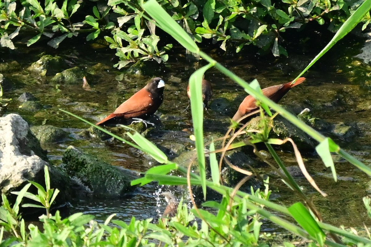 Черноголовая муния - ML647462107