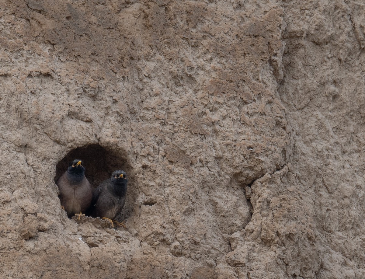 Майна - ML647462110