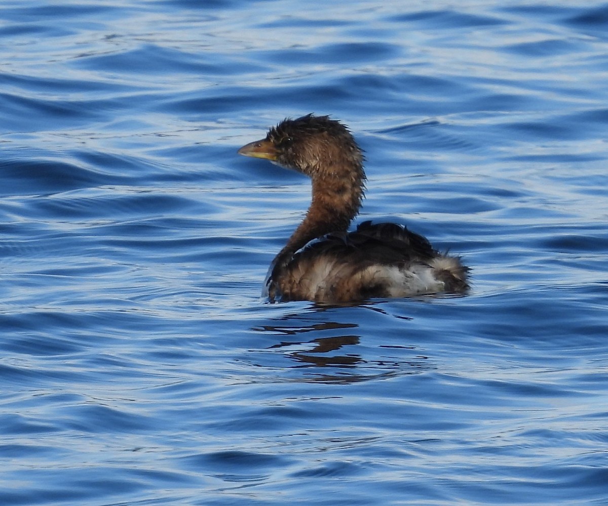 Пестроклювая поганка - ML647462112