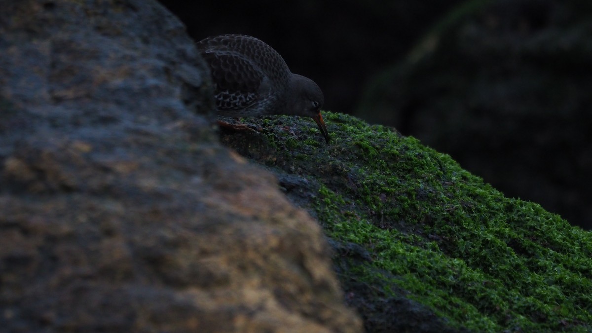 Морской песочник - ML647462113