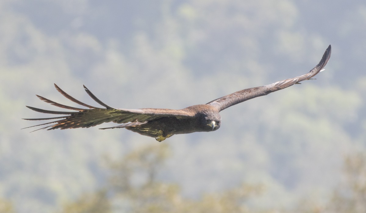 Орёл-яйцеед - ML647462114