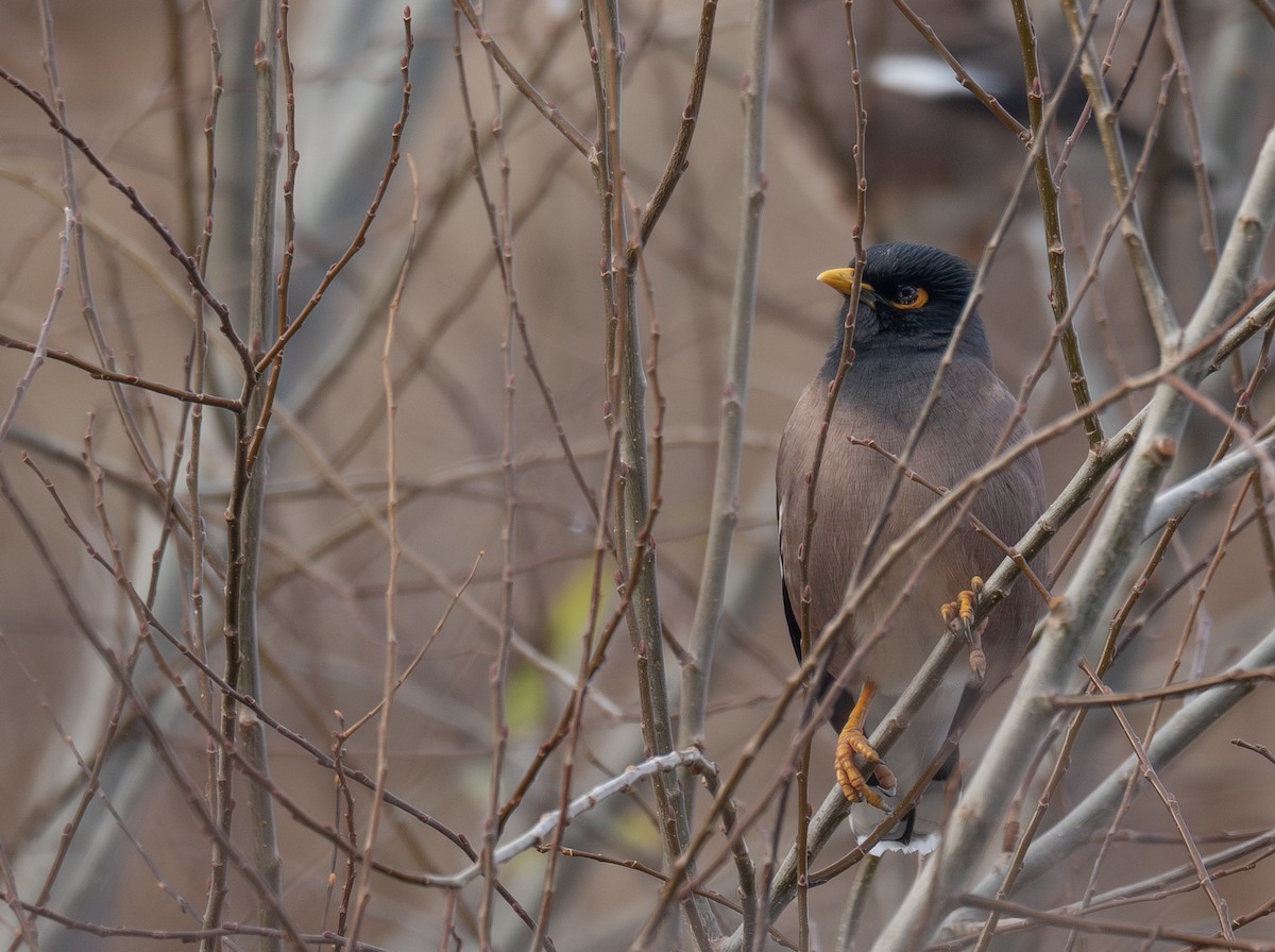 Майна - ML647462115