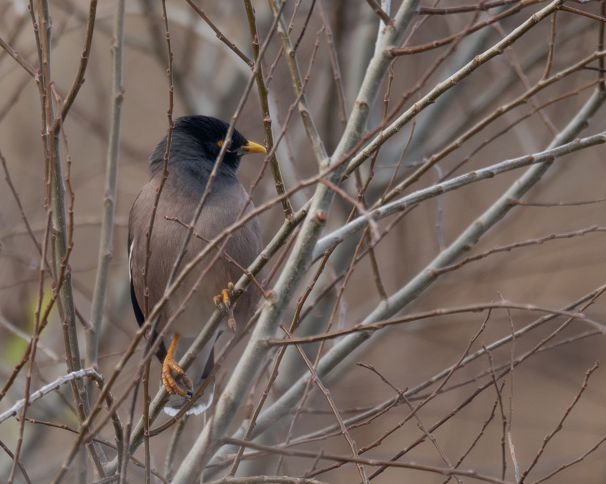 Майна - ML647462116