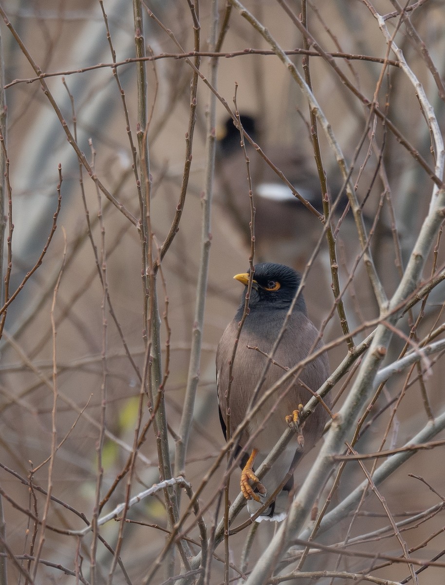 Майна - ML647462117