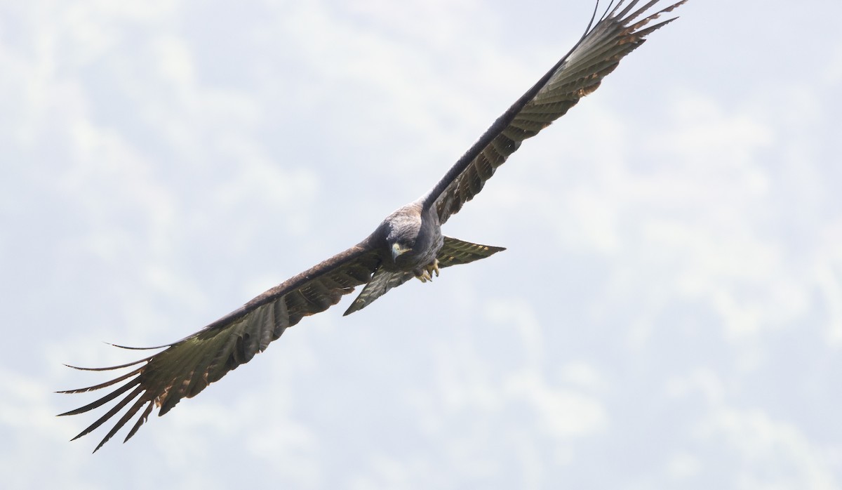 Орёл-яйцеед - ML647462118