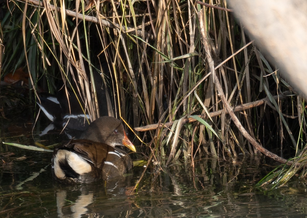 Камышница - ML647462119