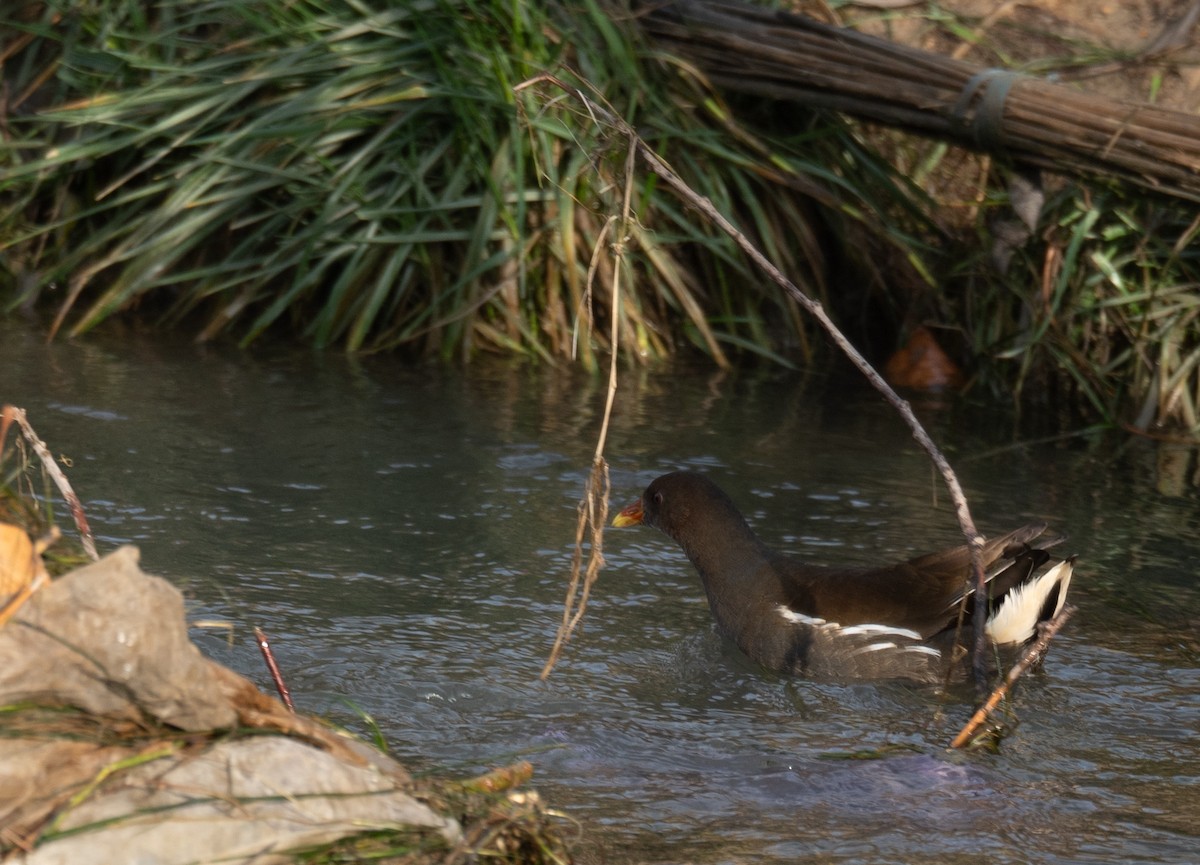 Камышница - ML647462122