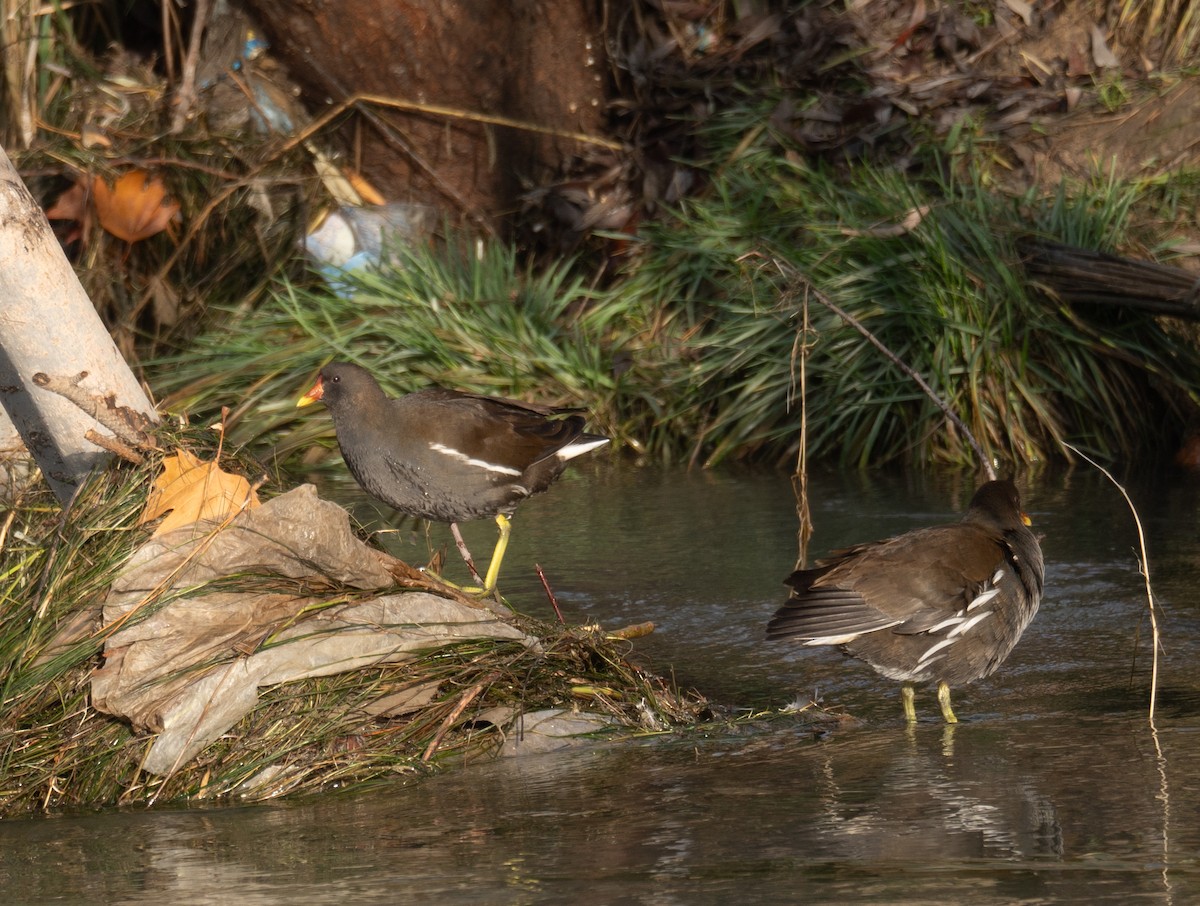 Камышница - ML647462123