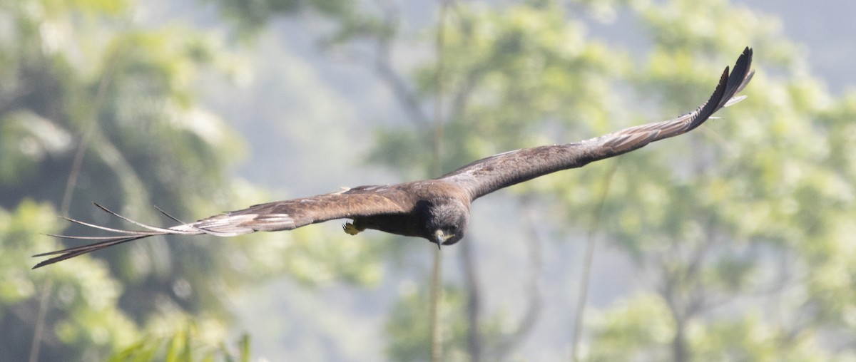 Орёл-яйцеед - ML647462125