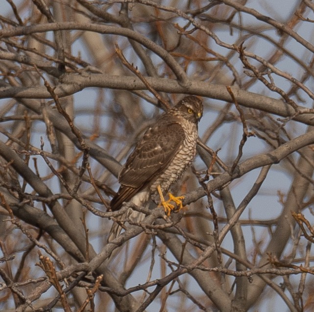 Перепелятник - ML647462128