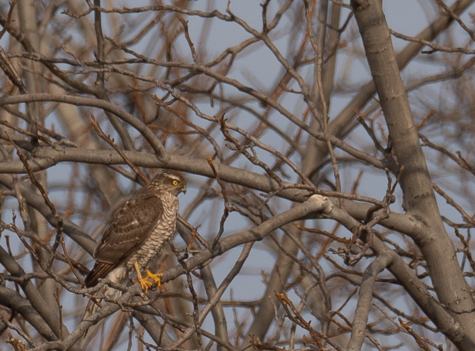 Перепелятник - ML647462129