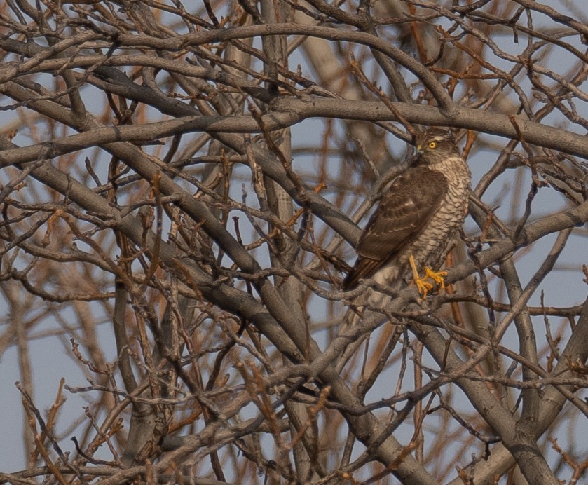 Перепелятник - ML647462130