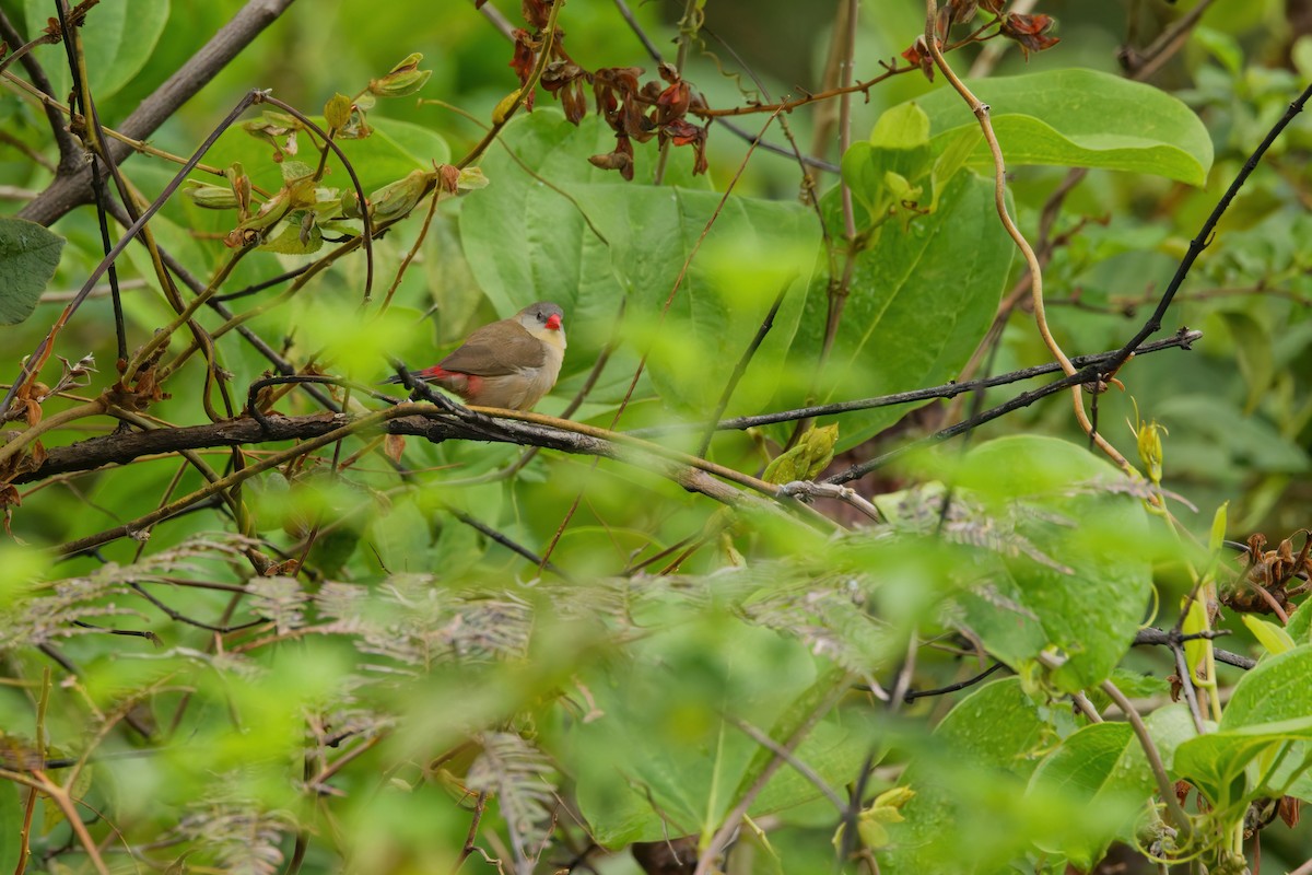Болотный астрильд - ML647462132