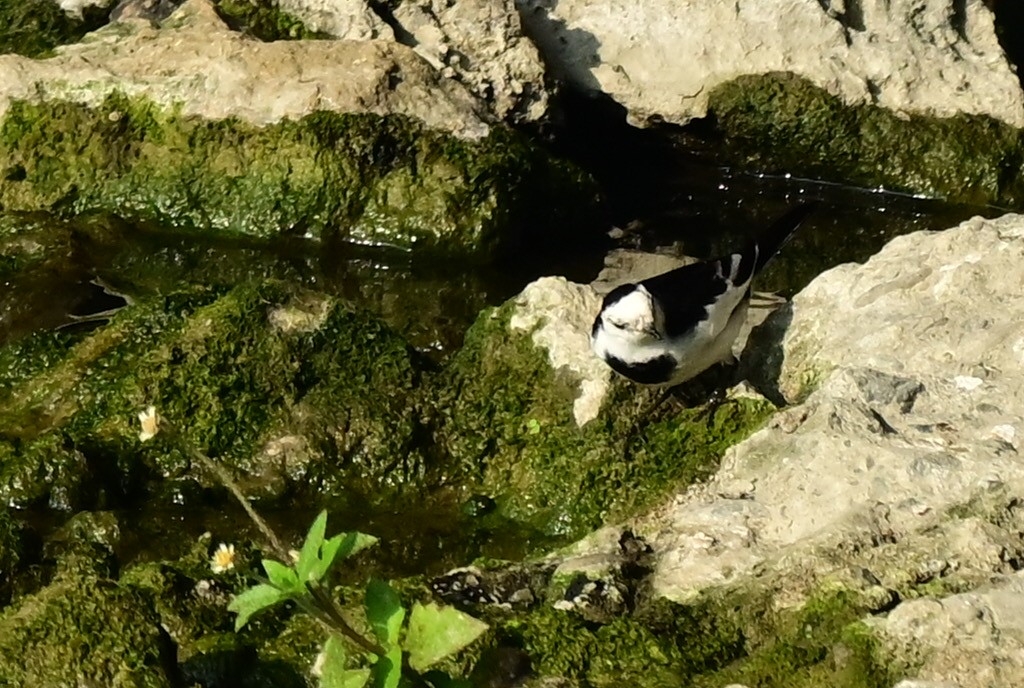 konipas bílý - ML647462135