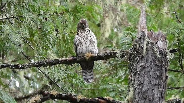 American Goshawk - ML647462152