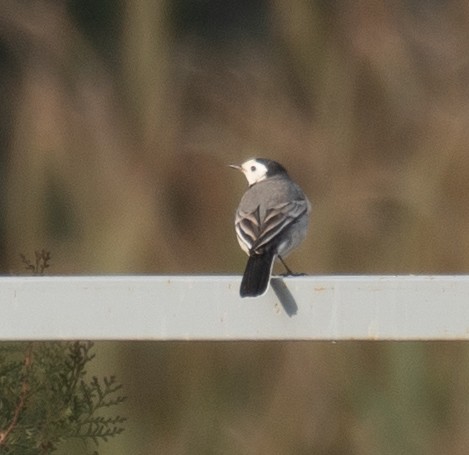 konipas bílý - ML647462160