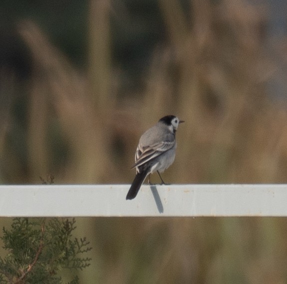 konipas bílý - ML647462161