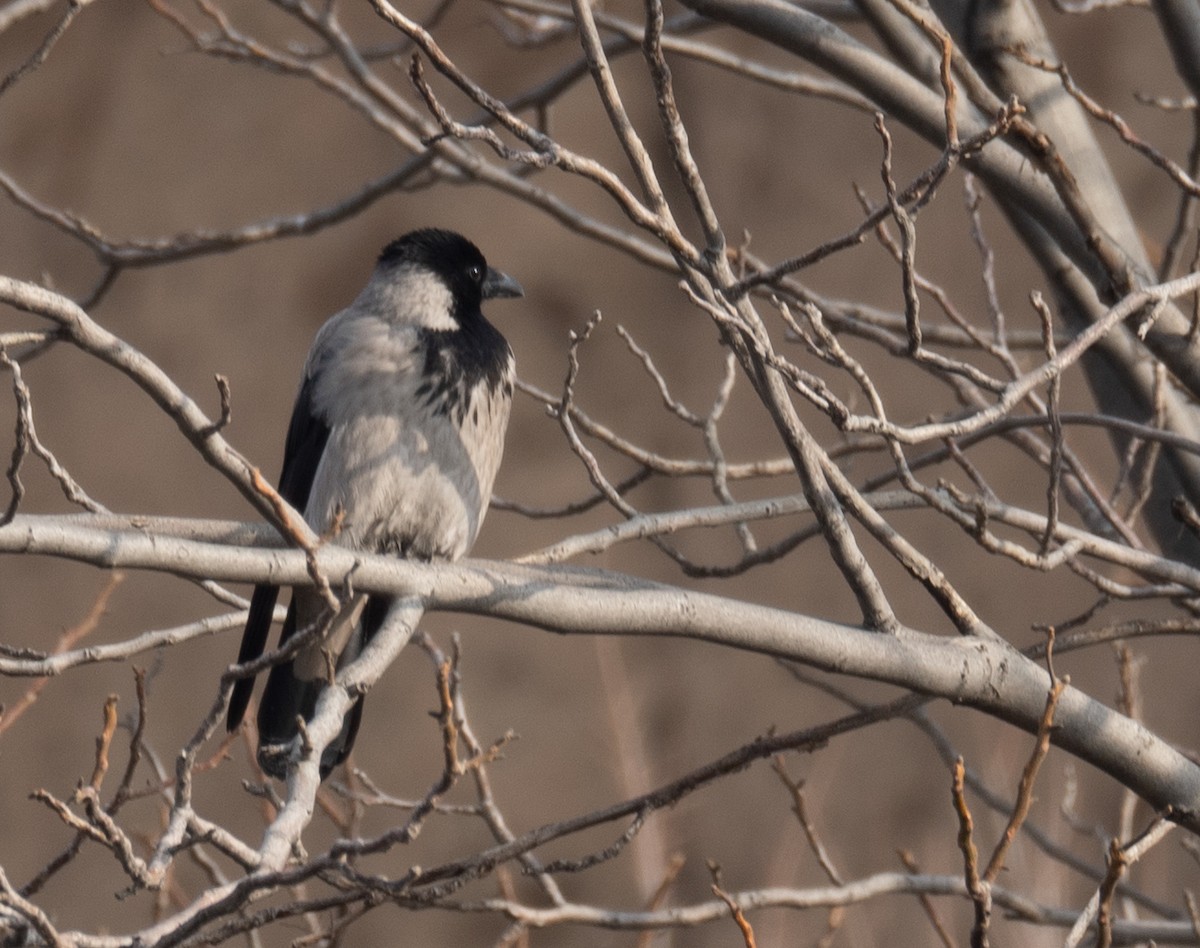 Leş Kargası - ML647462167