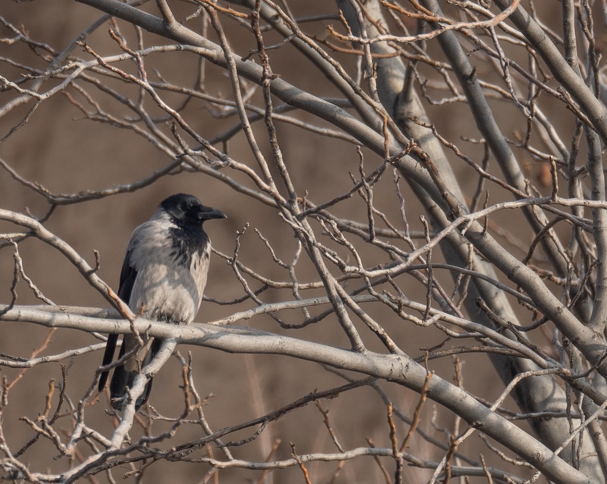 Leş Kargası - ML647462168