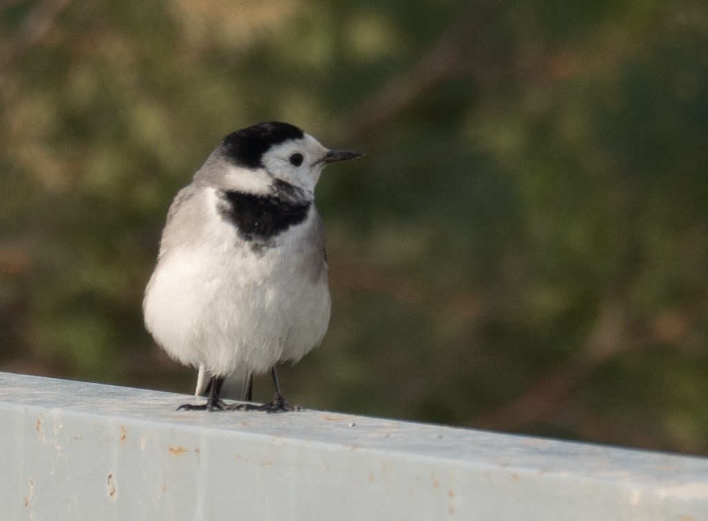 konipas bílý - ML647462172