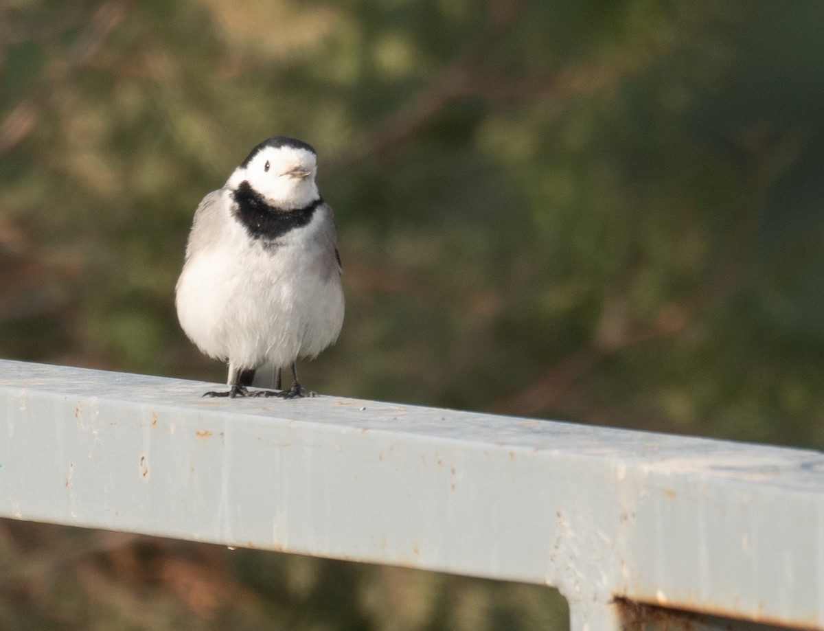 konipas bílý - ML647462173