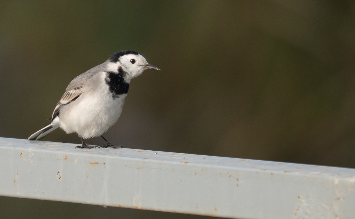 konipas bílý - ML647462174