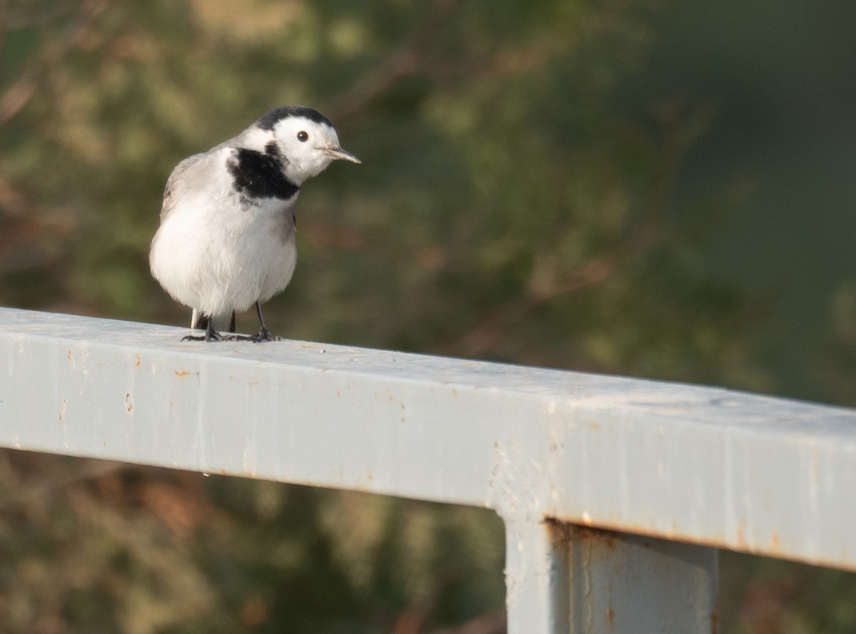 konipas bílý - ML647462175