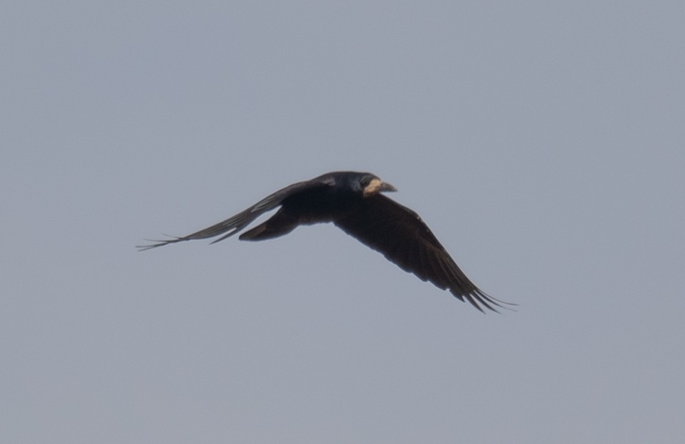 Ekin Kargası - ML647462185