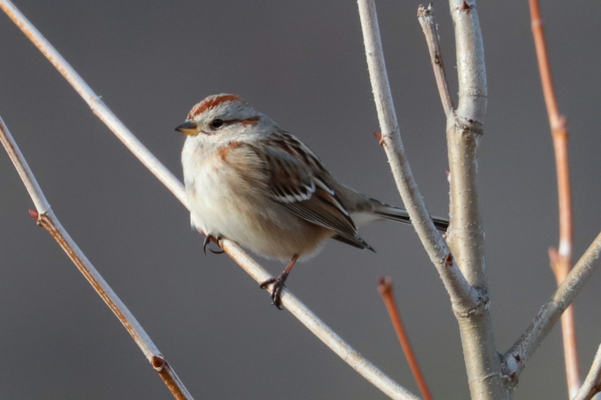 American Tree Sparrow - ML647462190