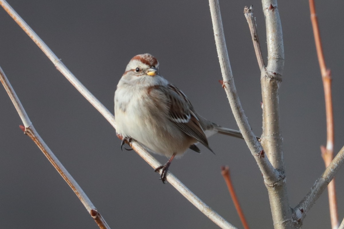 American Tree Sparrow - ML647462191