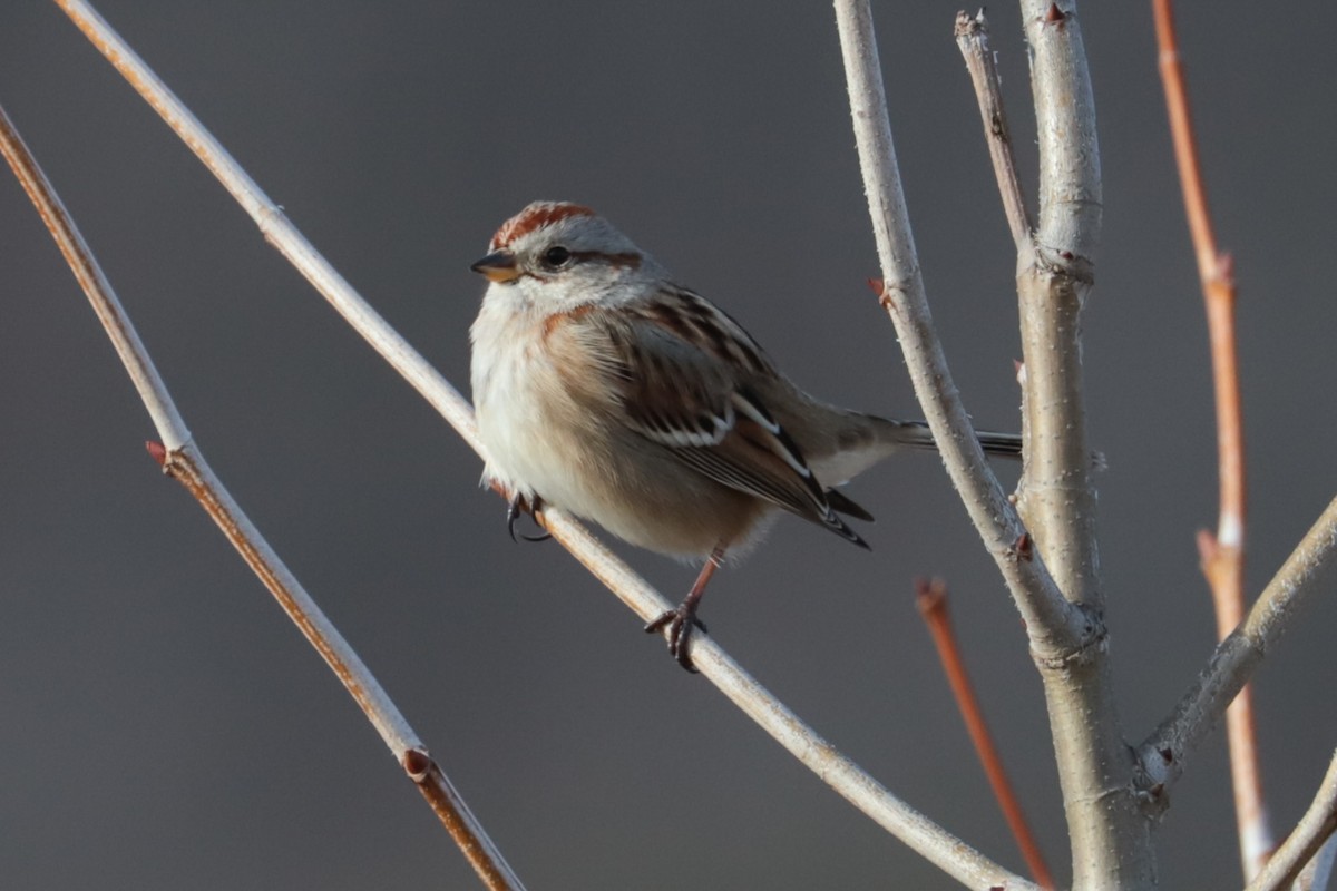 American Tree Sparrow - ML647462192