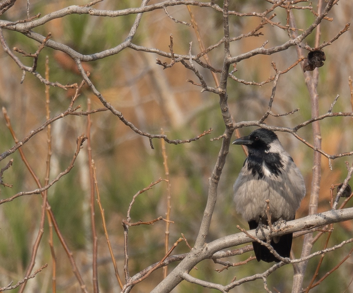 Leş Kargası - ML647462197