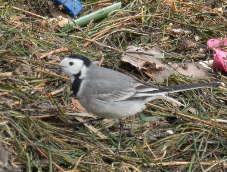 konipas bílý - ML647462218