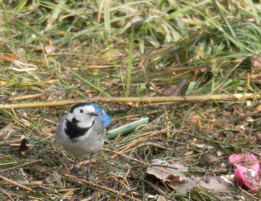 konipas bílý - ML647462219