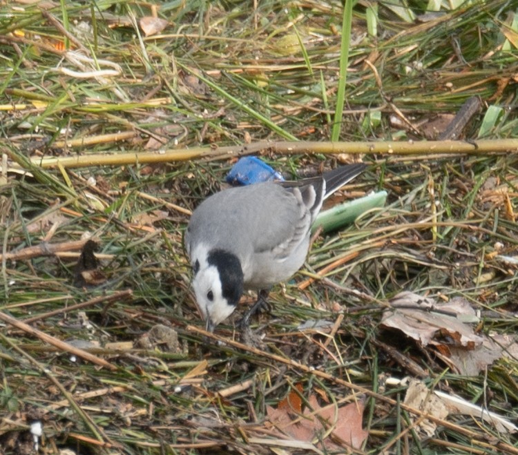 konipas bílý - ML647462220