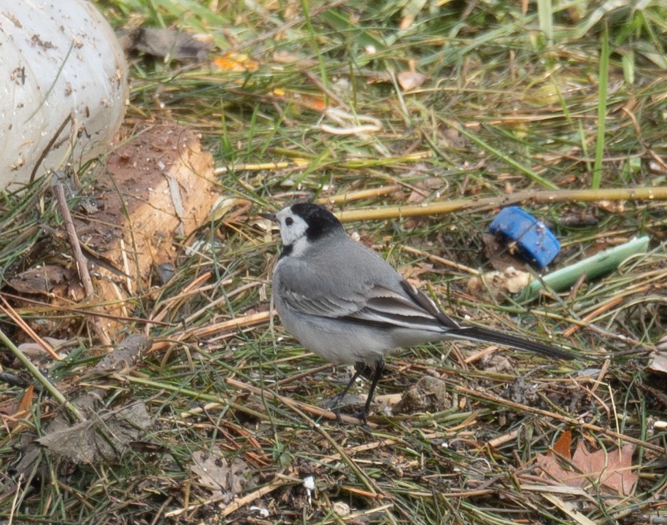 konipas bílý - ML647462221