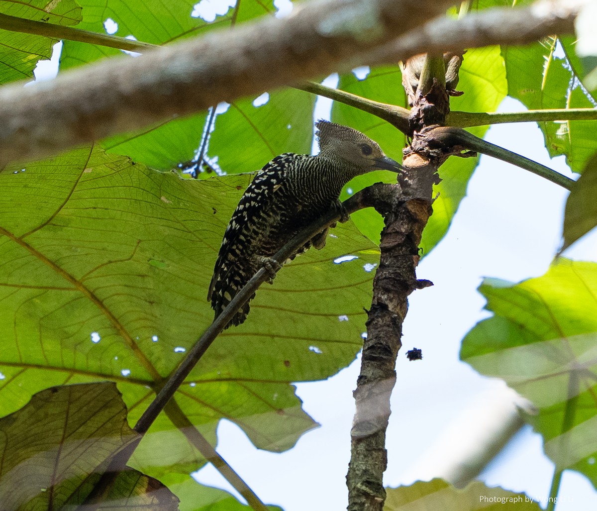 Buff-rumped Woodpecker - ML647462223