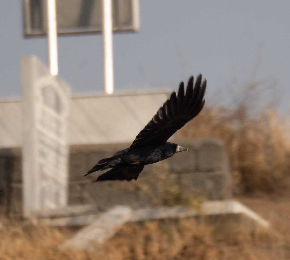 Ekin Kargası - ML647462236