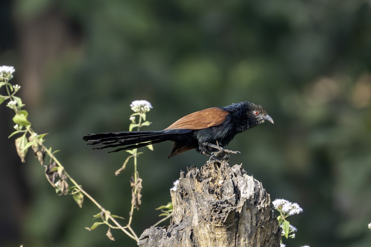 オオバンケン - ML647462239