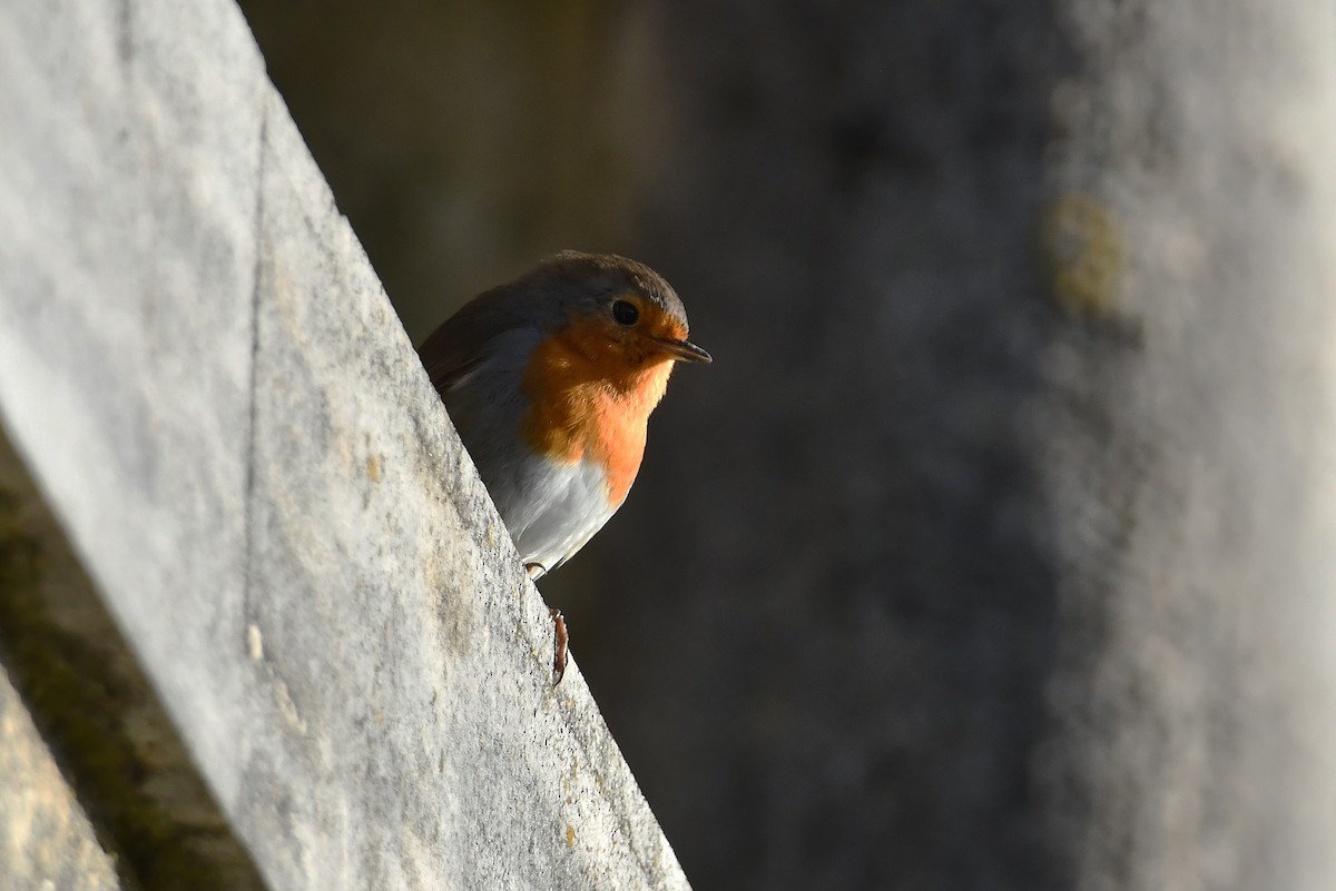 ヨーロッパコマドリ - ML647462241