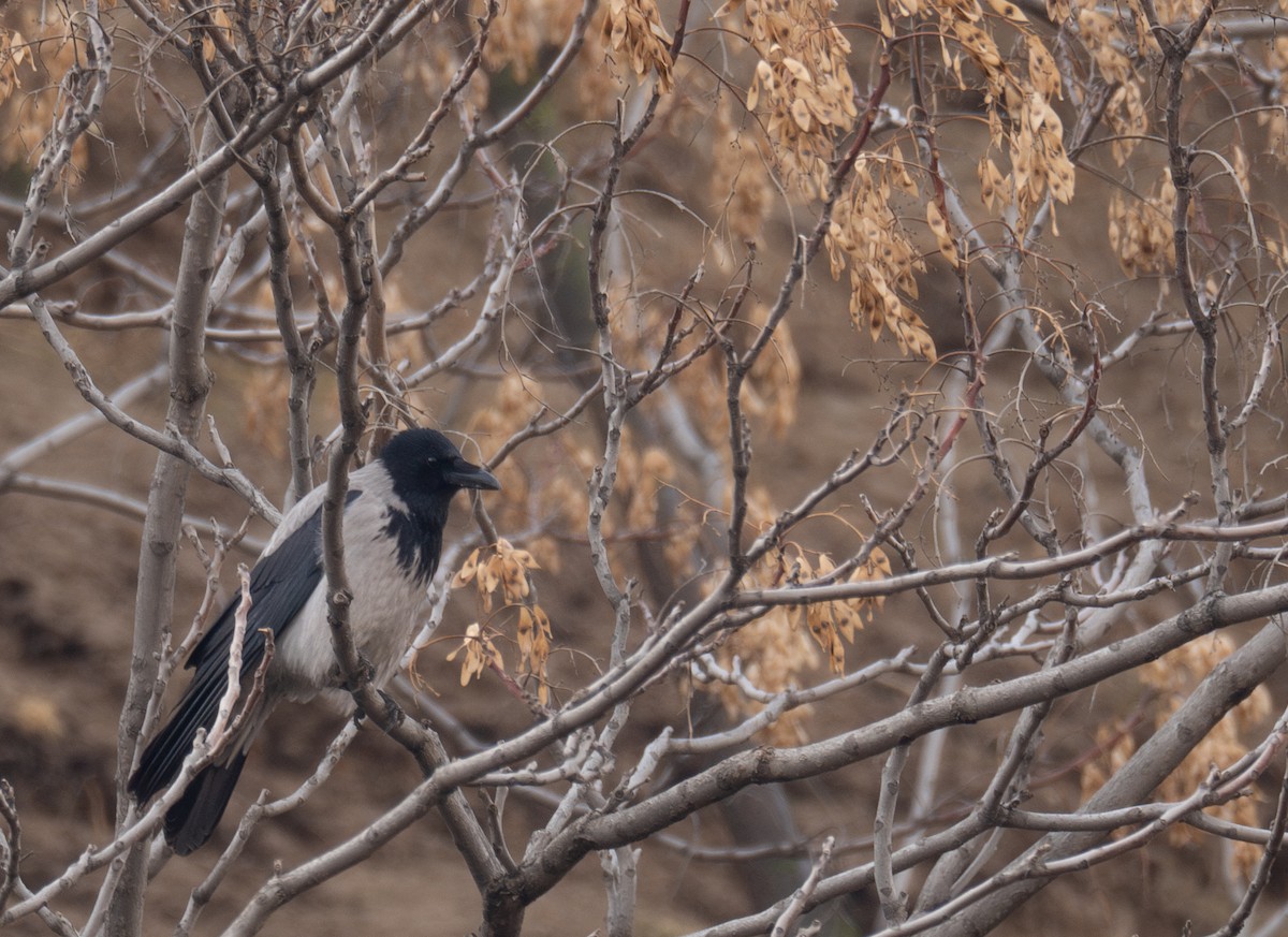 Leş Kargası - ML647462244